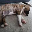 Smoky, Bull Terrier