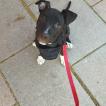 Vilma, American staffordshire terrier