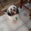 Billy, Lhasa Apso