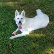 Hima, Weißer Schweizer Schäferhund
