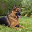 Roxie, German Shepherd Dog