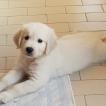 Thorr, Golden Retriever