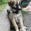 Zena, Altri cani