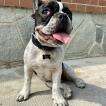 Zoe, Bouledogue francese
