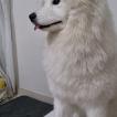 Kora, Samoyedo