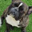 Mario, Bulldog Francés