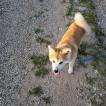 Tsuki, Akita Inu