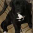Kira Casa Di Cane, Cane Corso