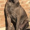 Boo Dragon Monte Del Corso, Cane Corso