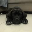 Kira Casa Di Cane