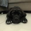 Kira Casa Di Cane