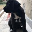 Kira Casa Di Cane