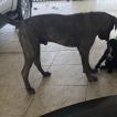 Kira Casa Di Cane