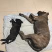 Kira Casa Di Cane