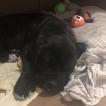 Kira Casa Di Cane