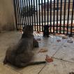 Kira Casa Di Cane