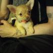Twinki, Chihuahua