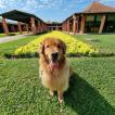 Francisca, Golden Retriever