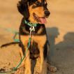 Silky, Autres Chiens