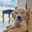 Bidu, Golden Retriever