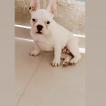Lua, Bulldog Francés