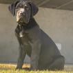 Marlon, Cane Corso
