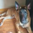 Gus, Pastor Belga Malinois