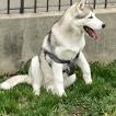 Luna, Husky Siberiano
