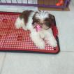 Luna, Shih Tzu