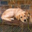 Sally, Golden Retriever