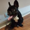 Tuk Tuk, Bouledogue francese