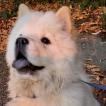 Zeusz, Chow chow