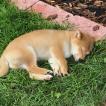 Haru, Shiba Inu Japonés
