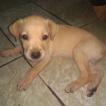 Lessye, Labrador Retriever