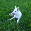 Scott, Berger Blanc Suisse