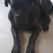 IVAR
