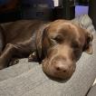 Rookie, Labrador