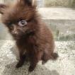 Zoe, Spitz