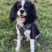 Scott, Cavalier King Charles