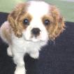 Shelby, Cavalier King Charles