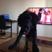 Kevinas, Retriever de pelo liso