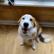 Fiona, Boyero De Berna