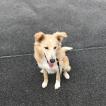 STIG, Border Collie
