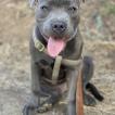 Stan, Staffordshire Bull Terrier