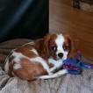 Maple, Cavalier King Charles Spaniel