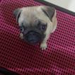 Maggie, Carlino