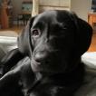 Evie, Labrador Retriever