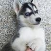 Sasha, Husky Siberiano