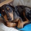 Sloub, Beauceron