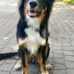 Jagger, Border Collie